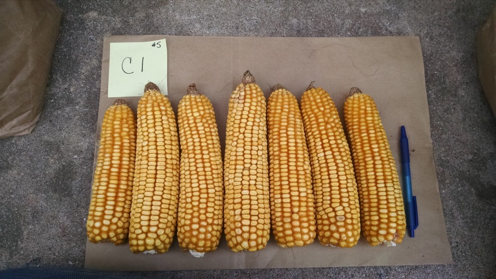 C1 plot 5 8-14-2015